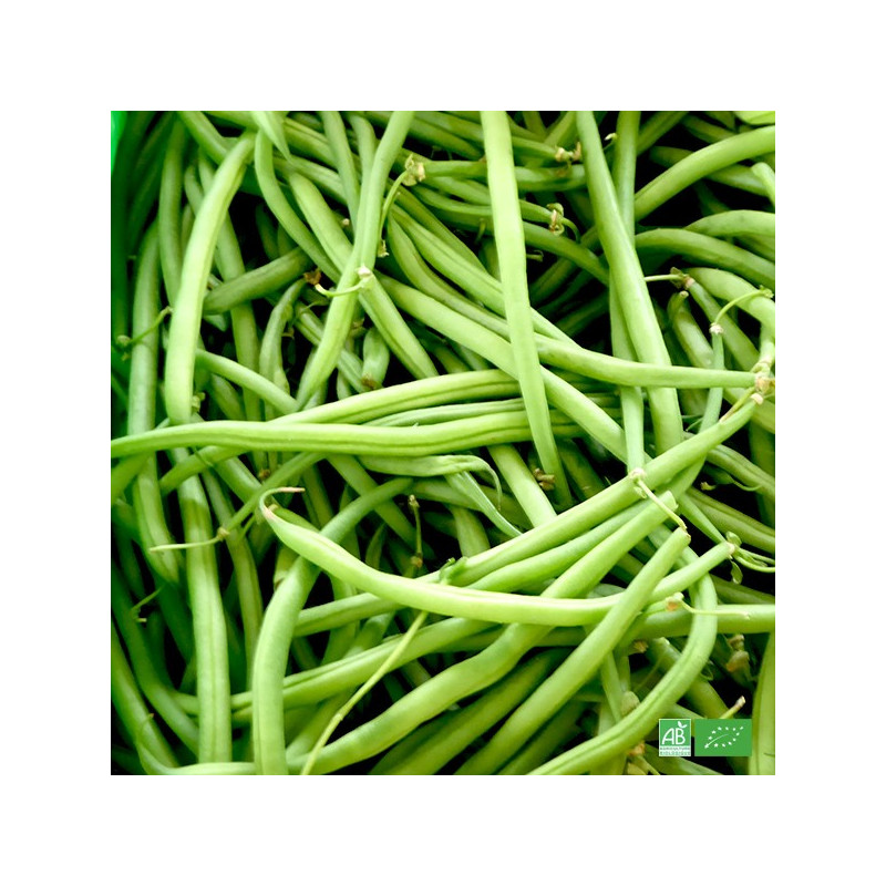 Haricots Verts Bio Frais & Légumes Biologiques Du Producteur