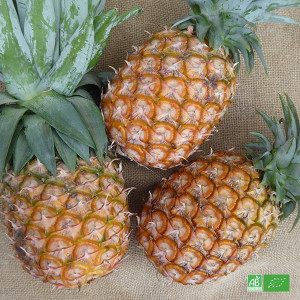 Ananas bio Cayenne , d'une qualité exceptionnelle et très parfumée, cultivée par nos partenaires Producteurs bio en Afrique