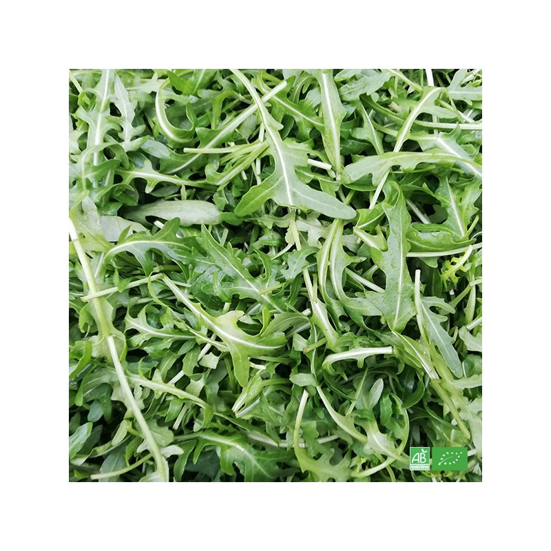 Légumes-Salade Rocket-Brigade Vert-Graines 7500-Gros paquet 