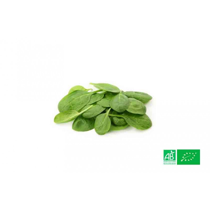 Epinard jeunes pousses biologiques poussant dans les champs de notre ferme écologique VEGETAL RESPEKT Epinard jeunes pousses biologiques poussant dans les champs de notre ferme écologique VEGETAL RESPEKT