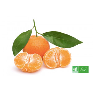 Mandarine bio cultivée par nos partenaires agriculteurs bio pour notre maraicher bio en Alsace Lorraine 
