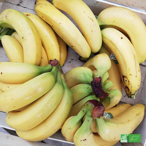 Box de Bananes bio en circuit court Producteurs et Commerce Equitable, livrable par notre équipe chaque semaine à domicile