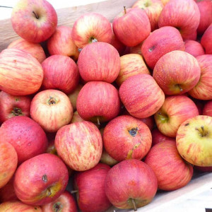 Pommes bio à manger d'Alsace en direct des Producteurs locaux certifiés bio