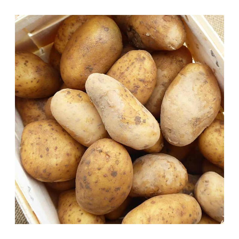 organic Grenaille Potatoes