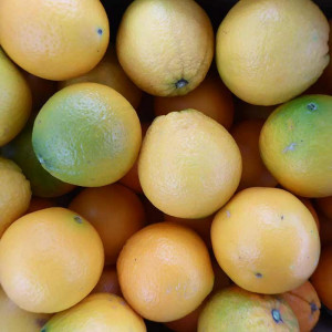750g d'Oranges bio à jus en direct des Producteurs de Sicile