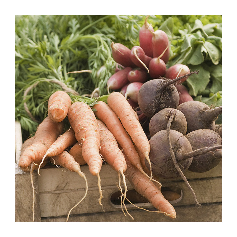 Petit Panier Légumes bio / Produits ultra frais en Circuit Court Fermes locales d'Alsace & Moselle