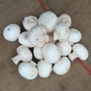Box 1kg Champignons blancs de Paris bio cultivé selon la charte d'Agriculture biologique