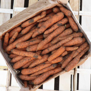 Box 2,5kg Carotte bio sablée cultivée par nos partenaires Producteurs bio d'Alsace et Moselle