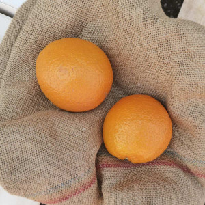 Lot 2 Oranges de table bio Demeter de Sicile