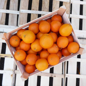 Box 10kg Oranges de table bio Demeter, en direct des Producteurs bio de Sicile