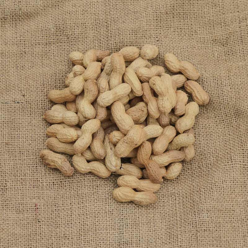 Cacahuète bio en coque d'Egypte cultivée par nos producteurs bio
