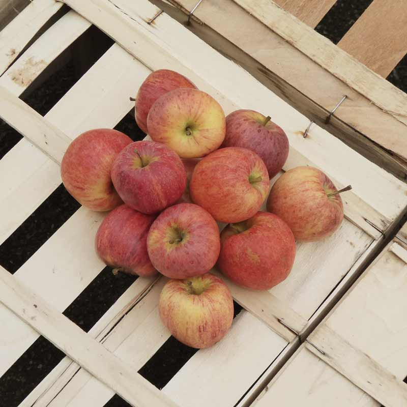 Vente en gros de Pommes bio d'Alsace & Pommes bio en direct des Producteurs