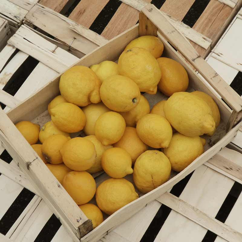 Citron jaune bio 1 pièce pas cher 